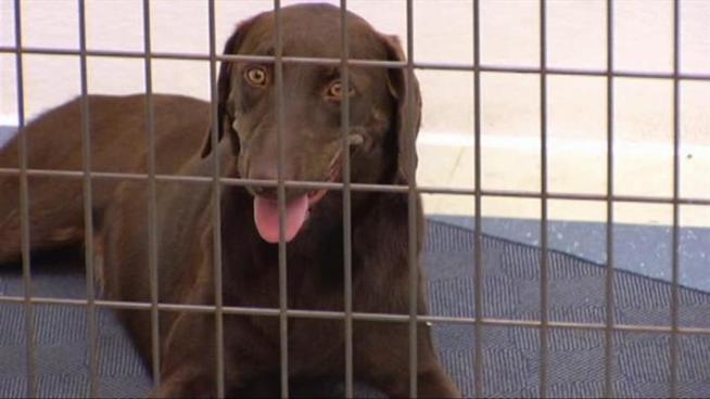 American Airlines donates old carpet from its planes to the Humane Society of North Texas.