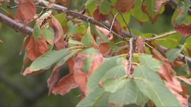The drought is affecting the rate at which the color of some tree's leaves are changing.