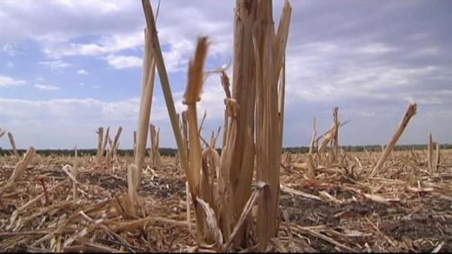 Local farmers are feeling the effects of the drought.