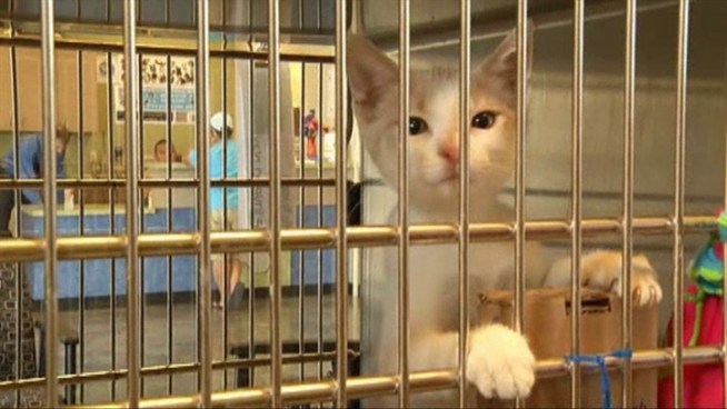 The city of Rockwall passed an ordinance calling for the city's animal shelter to move closer toward a no kill policy.