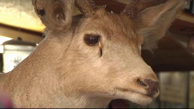 Hunters fear hot temperatures, drought and wildfires may have changed the habitats of deer.