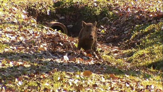 Feral hog running around White Rock Lake.