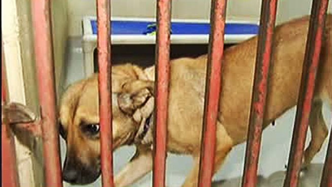 The SPCA of Texas in McKinney will reduce its adoption fee in half as it prepares to receive approximately 265 dogs and cats from the Louisiana SPCA and Humane Society of South Mississippi.