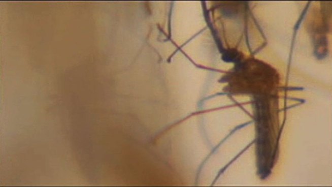 Dallas County is considering whether to begin its efforts to combat the West Nile Virus earlier this year than last year, according to the County Commission's Tuesday agenda.
