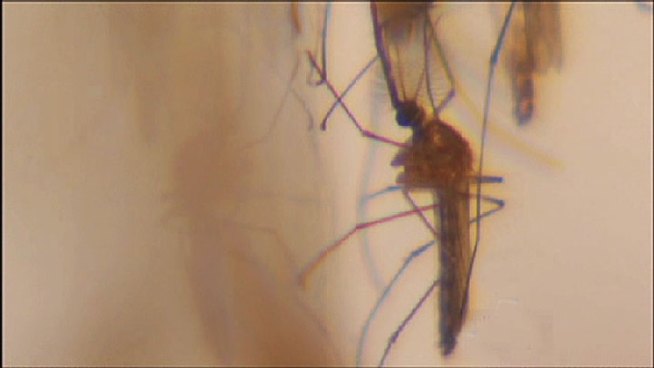 Dallas County officials are increasing health safety precautions in the county's battle against the potentially deadly West Nile virus after last summer's outbreak, but county officials say the city plan falls short.