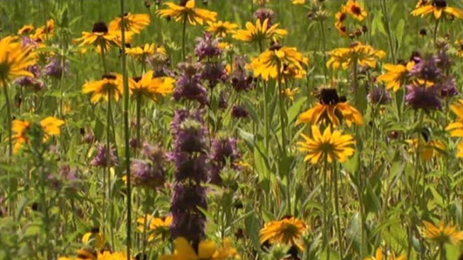 The Botanical Research Institute of Texas' new home lets the public explore plants in a whole new way.