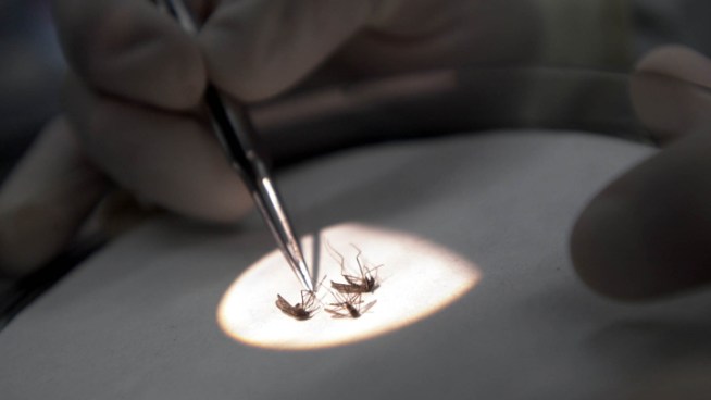 A North Richland Hills woman in her 30s with underlying medical conditions who contracted the neuroinvasive form of West Nile virus has died, Tarrant County health officials say.