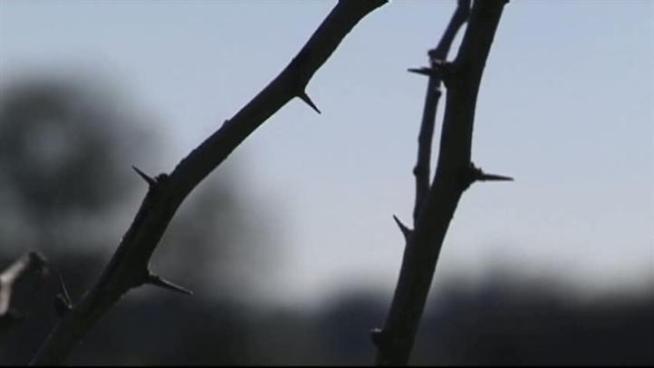 Officials say people should clear dead brush now to prevent fires next year.