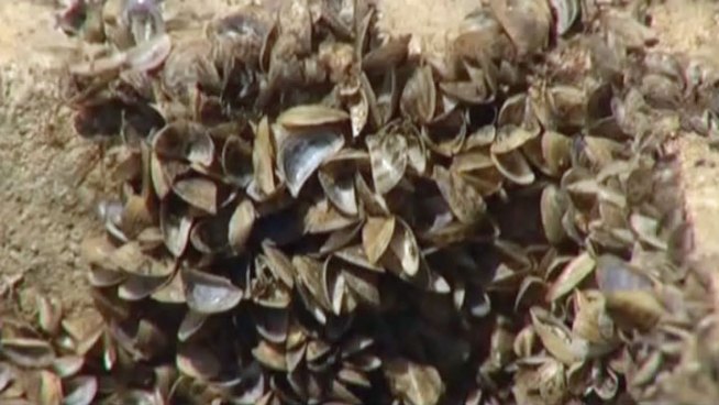 Destructive zebra mussels have been found in Lake Ray Roberts, Texas Parks and Wildlife officials say they were most likely transferred by a boat from an infested lake.