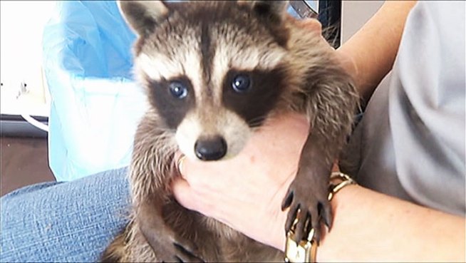 Animal Control and health officials say they are seeing a rash of racoons infected with distemper virus that can spread to household pets.
