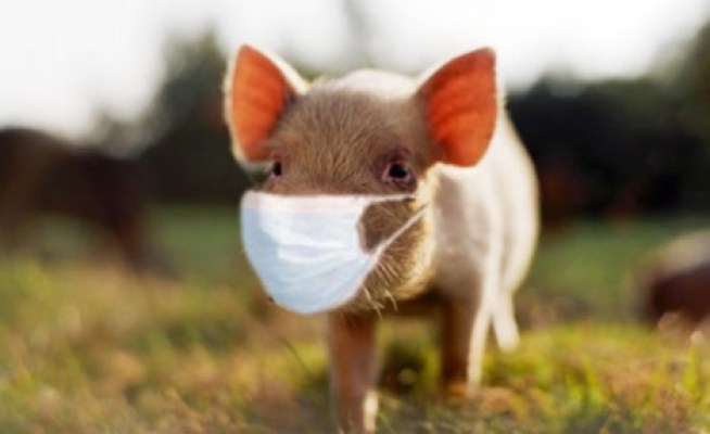 Swine Flu Will Not Kill Us After All