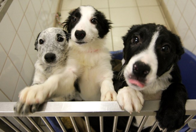 Vet Says Dog Owners Not Buying Parvo Shots