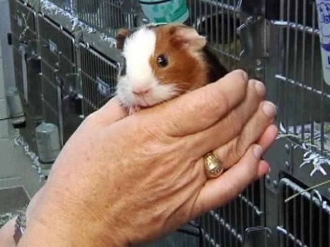 Someone abandoned 100 guinea pigs outside the <a title=