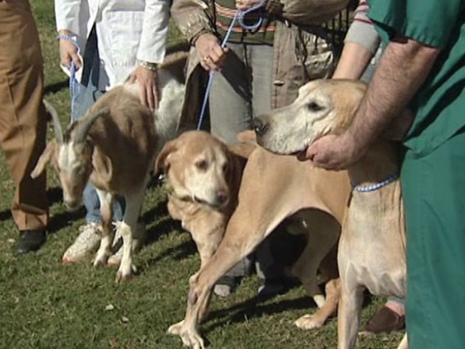 Judy, Minnelli and Lucky the Great Dane, goat found wandering the street in Garland and their three-legged friend have all found a new home in Ennis.