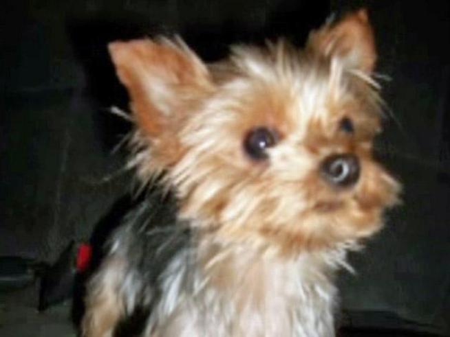 Members of the Rusaw family say thieves stole the family pet and <a title=