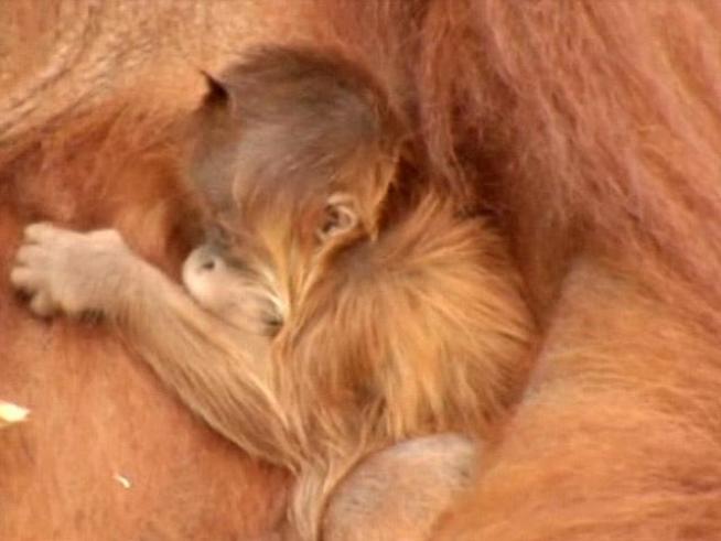 An adult female Sumatran orangutan gave birth Nov. 26, and mother and baby can be seen by the public in the zoo?s World of Primates exhibit.