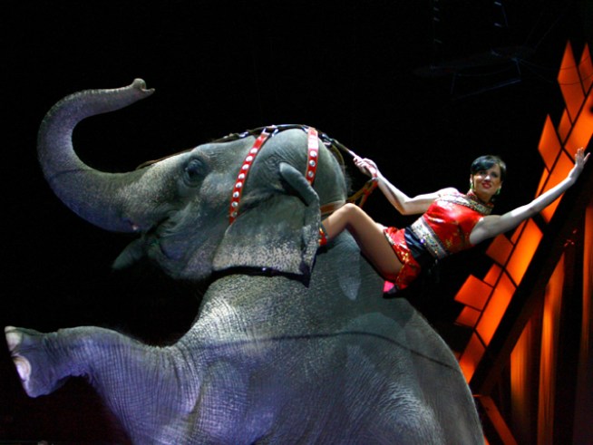 PETA Releases Video of Alleged Ringling Bros. Abuse  