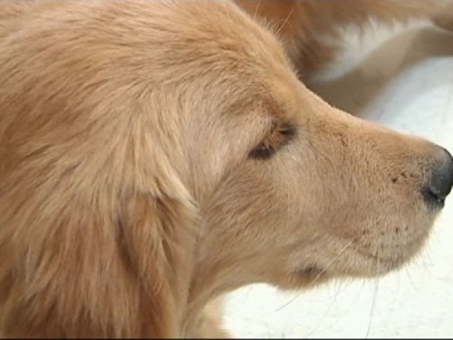 500 dogs were seized from a kennel north of Bowie