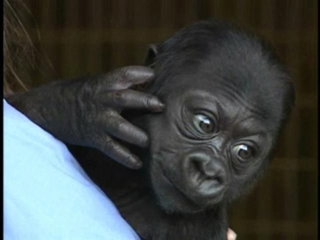 The baby gorilla at the <a title=