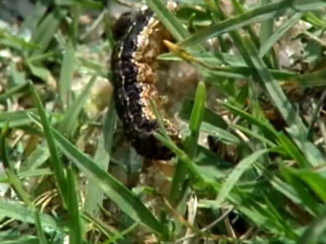 Reports of army worm invasions are coming out of the woodwork.