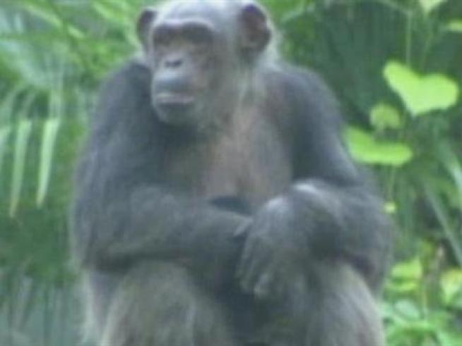 The Dallas Zoo is asking for the public's help naming their newest baby chimp.