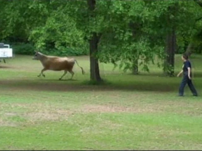 Elsie the Cow hoofed it away from all the hoopla at today's Mayfest in <a title=