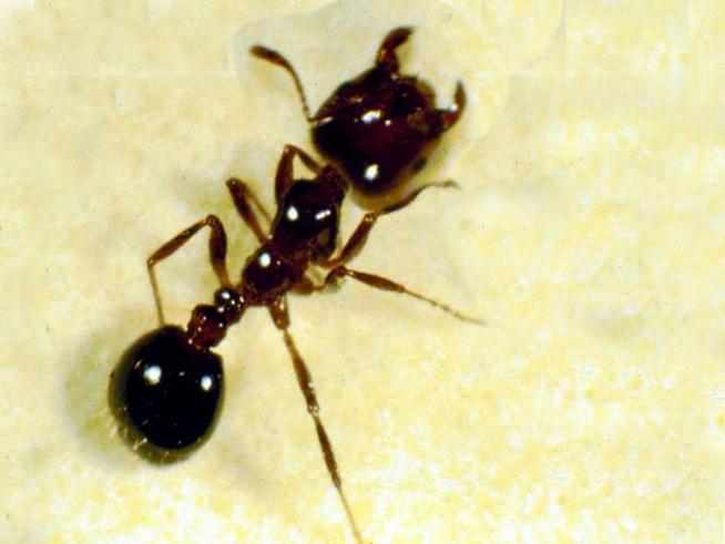 Woman Allows Elderly Man to Sleep on Bed of Fire Ants