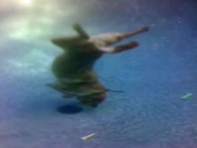 Meet Grady the 5-year-old diving labrador retriever