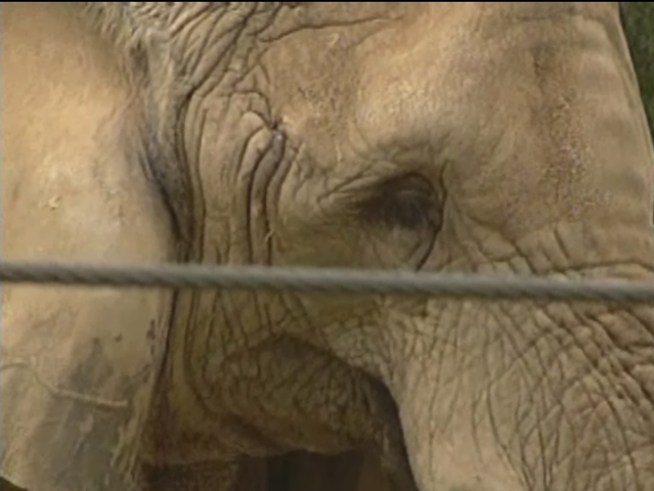 Jenny the Elephant Moving on Up