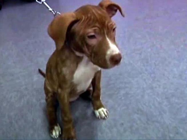 Beginning in August, pit bull owners must have a wooden fence at least 6 feet tall.