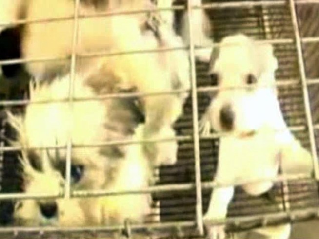 Animal-rights advocates fear <a title=