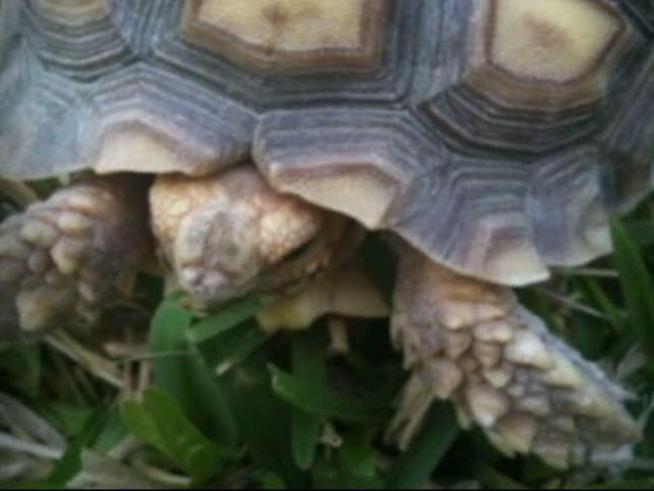 Missing: 10 inch pet. Eats grass and flowers.Name is Reilly. Looks like a rock. Is blond colored. Is a Sulcata tortoise, so it won't answer if you call it by name.