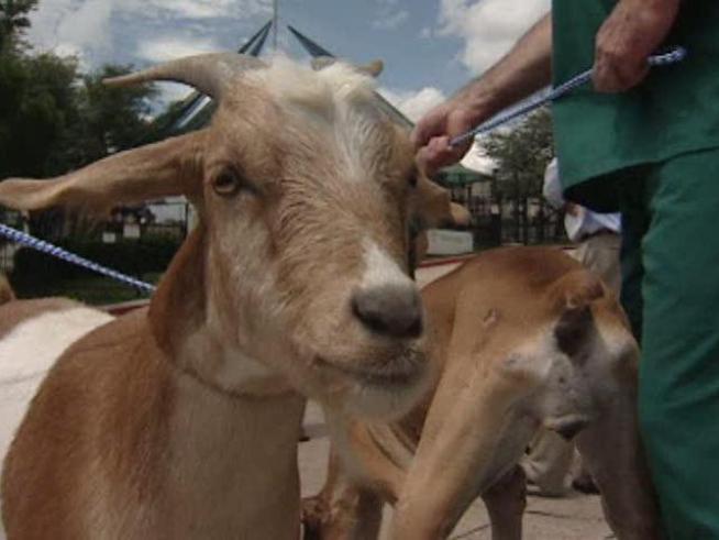 A dog and goat, best buds, were reunited Monday.