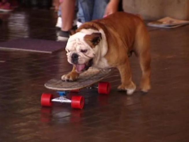 Check out Tillman the World?s Fastest Skateboarding Dog.