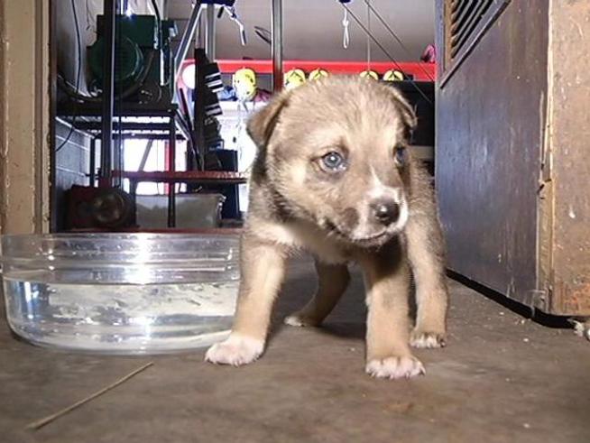 Eighteen puppies were abandoned behind fire station.