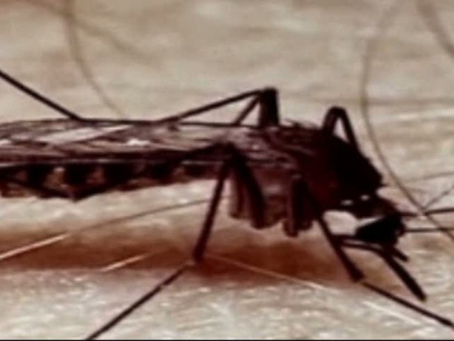 If you've been outside for more than a few minutes in the past week, you may have noticed that the mosquitoes in <a title=