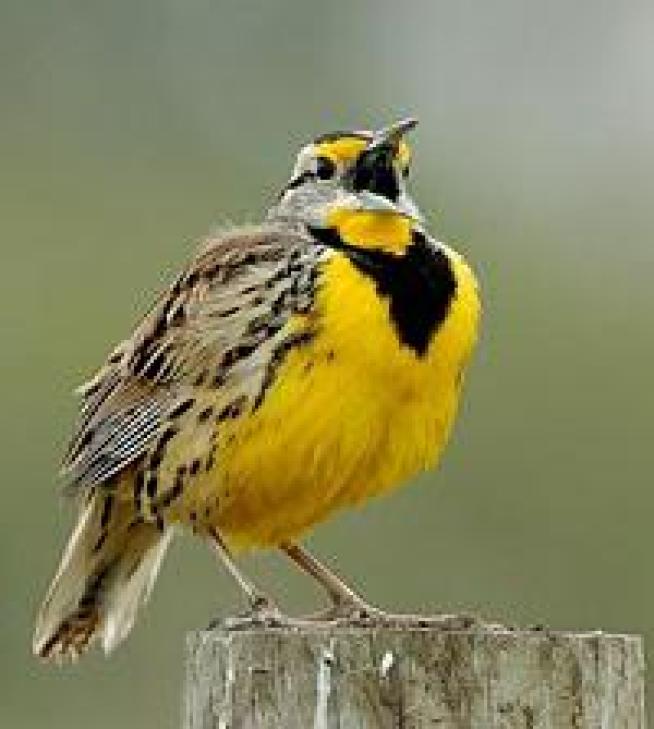 Meadows on the Connecticut-Massachusetts Border Saved for Birds