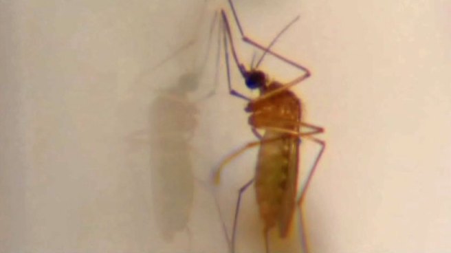 College students learn the history of the 2012 West Nile virus outbreak and the impact of the virus carried by mosquitoes.