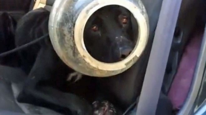Animal Allies of Texas was called when a woman found the dog now named 