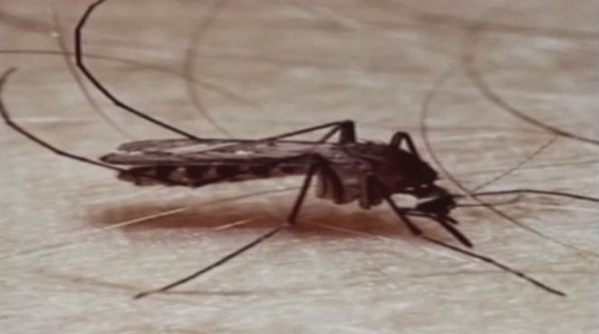 Aerial spraying to combat West Nile virus infected mosquitoes begins again Wednesday night and Dallas County says the approach has been successful.