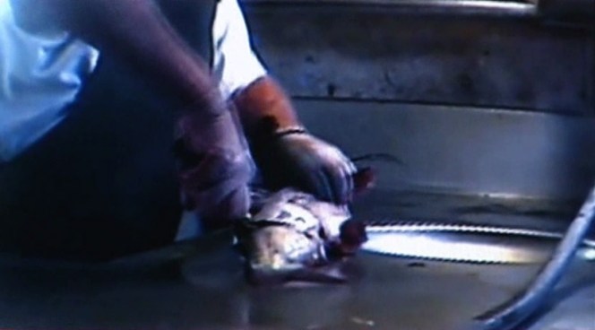 <b>WARNING VIDEO MAY BE DISTURBING:</b> <a title=
