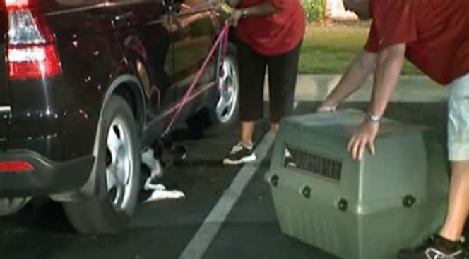 An Austin man's stolen SUV was recovered in Dallas along with his two pups inside Tuesday night.