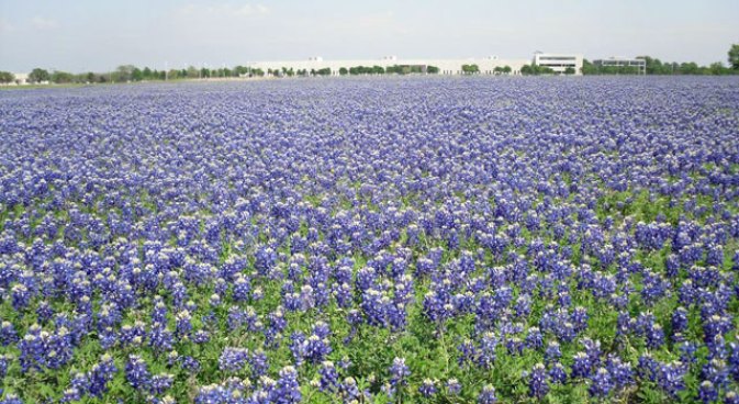 Bluebonnet Beauty