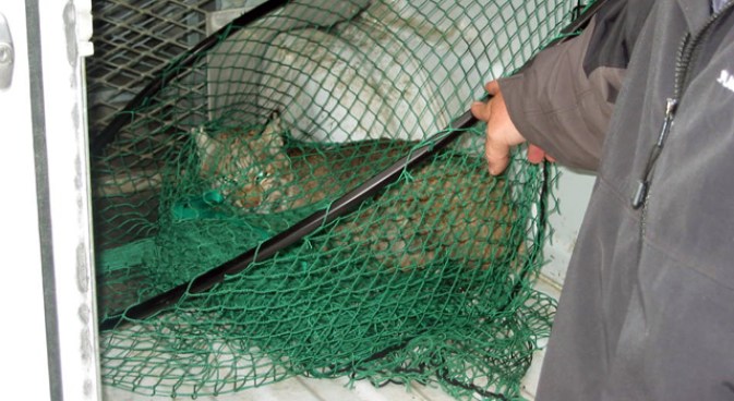Here, Kitty, Kitty… Bobcat Nabbed in Frisco