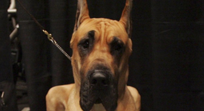 Great Dane Attacks Owner