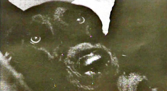 SPCA Gives Woman's Dog to Strange Family