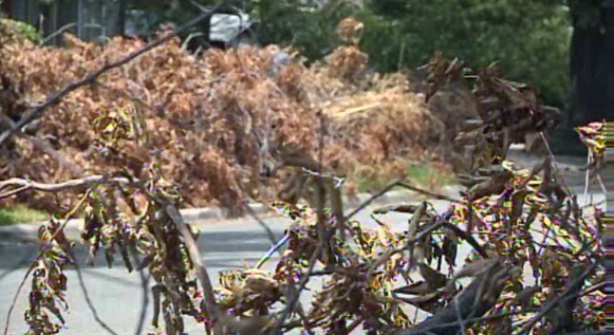 Month-Old Storm Debris Now Fire Hazard: Residents