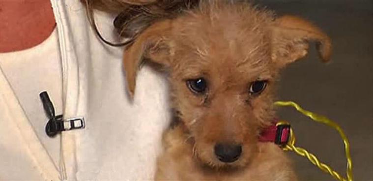 NBC 5's Kendra Lyn found a puppy tied to a post outside the Humane Society of North Texas shelter in Fort Worth Thursday morning. She was working on a story about the 92 abandoned dogs found in Denton County and found this little one outside.