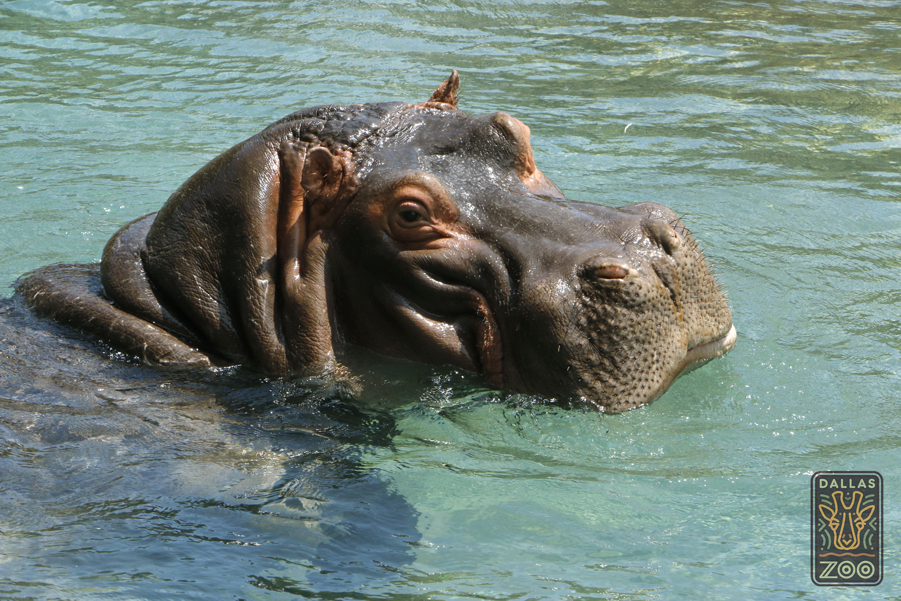 New Hippo Habitat is a Happy Home