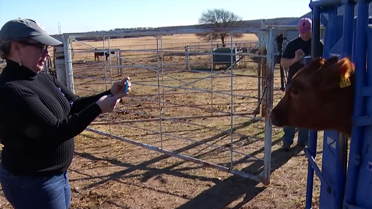 North Texas Testing Activity Trackers For Cattle